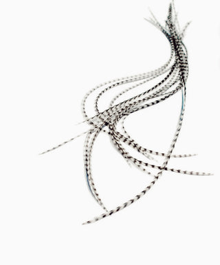 Extensiones de Plumas